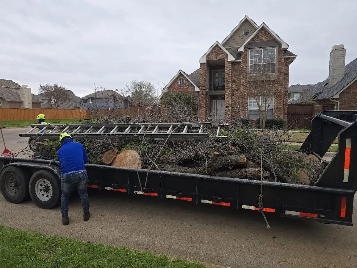 Expert Tree Removal with proper safety equipment in Copeland